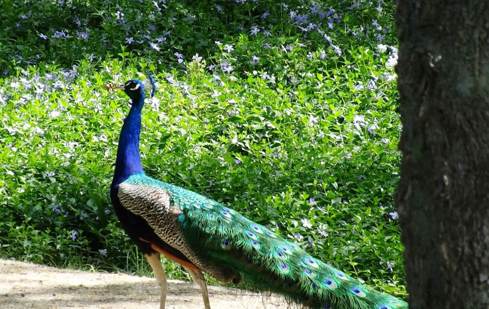 Aranjuez: Garden of The Prince Entry Ticket and Guided Tour - What you’ll see in the first stretch: fountains and the Swiss Mountain viewpoint