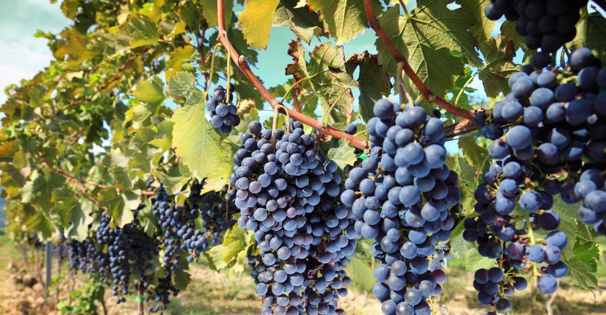 From Madrid: Alcalá de Henares, Winery Tour & Wine Tasting - Calle Mayor and Palacete de Laredo: the in-between streets that make the city real