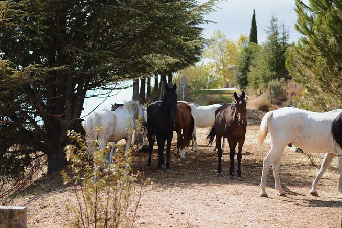 Horse Riding Madrid Natural Park (long Trip) - Getting to Collado Mediano without a guessing game