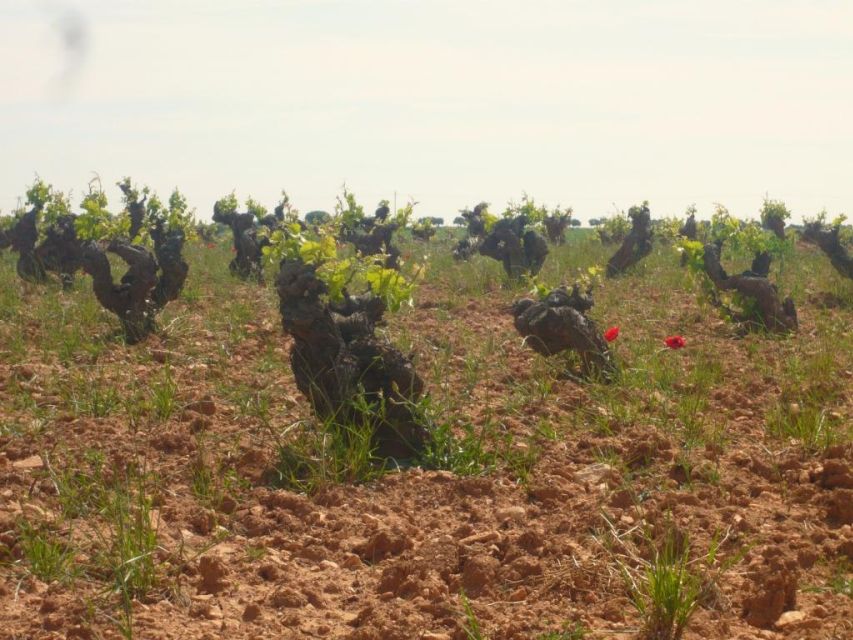 Madrid Region Wineries Guided Tour with Wine Tastings - What you’ll taste: at least 9 wines plus appetizers that actually matter