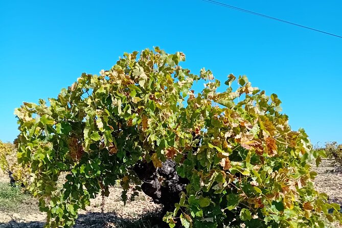 Madrid Wine Tour: Visit Two Wineries with Tastings - Why this Madrid wine tour feels easier than DIY