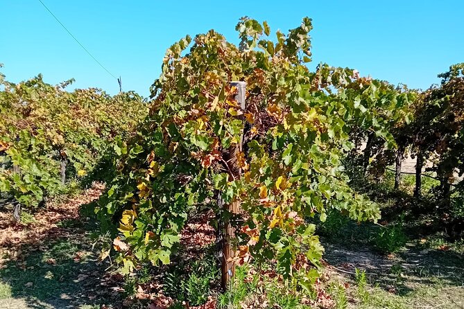 Madrid Wine Tour: Visit Two Wineries with Tastings - Meeting point and timing: 9:00 am start, 5 to 6 hours