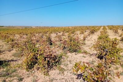 Madrid Wine Tour: Visit Two Wineries with Tastings - Stop 1: Learning the Madrid appellation before you taste