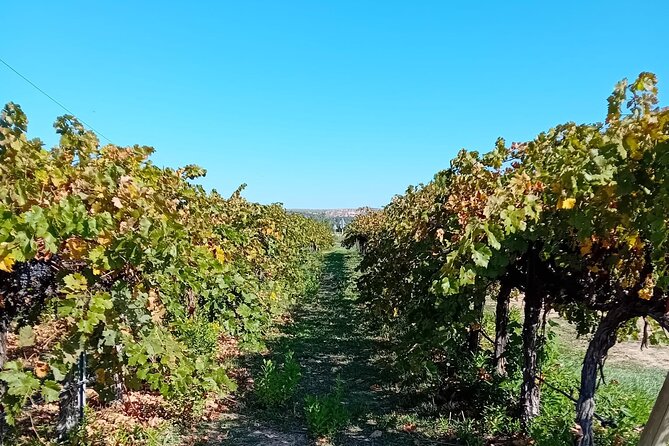 Madrid Wine Tour: Visit Two Wineries with Tastings - Stop 3 in Chinchón: Another winery and vinification methods