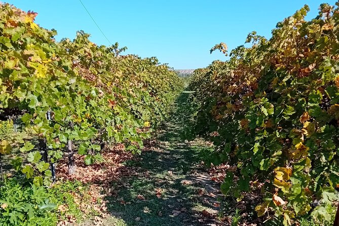 Madrid Wine Tour: Visit Two Wineries with Tastings - Price and value: what $192.25 really covers