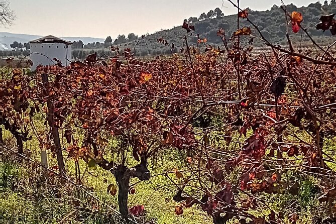 Madrid Winery Tour with Tasting and Sommelier Guide - Stop 1: Learning the Community of Madrid appellation basics