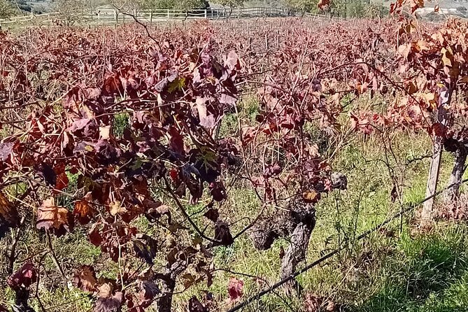 Madrid Winery Tour with Tasting and Sommelier Guide - Who this tour is best for