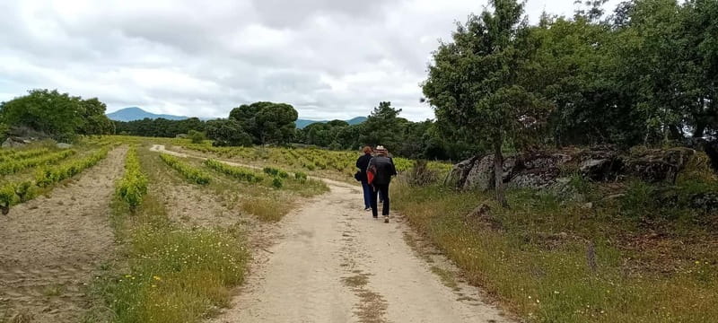 Madrid Winery Tour with Tasting & Sommelier Guide - Who This Tour Suits Best (and Who Might Prefer Something Else)