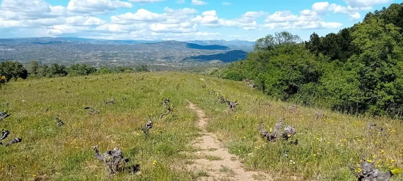 Madrid Winery Tour with Tasting & Sommelier Guide - Community of Madrid Winery Time: A Guided 2-Hour Visit