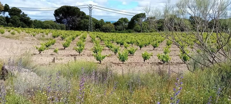 Madrid Winery Tour with Tasting & Sommelier Guide - What’s Included (and Why It Changes the Value)