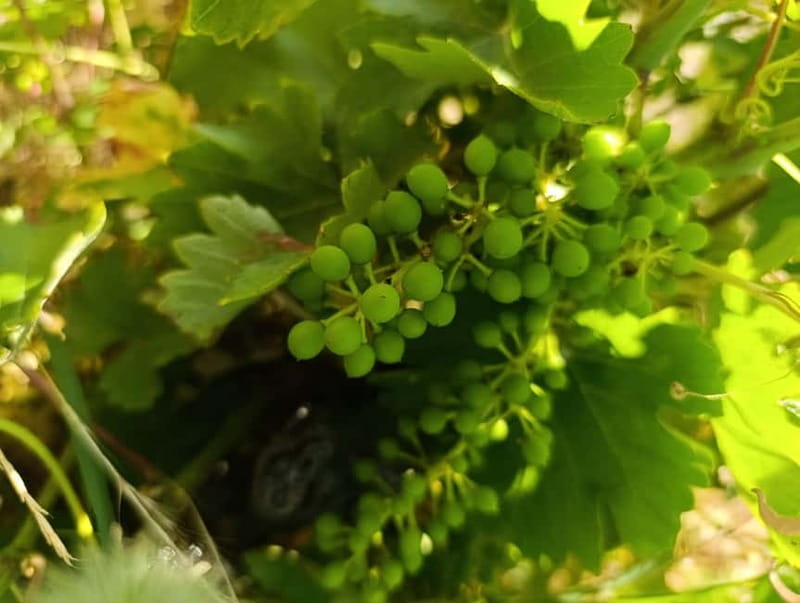 Madrid Winery Tour with Tasting & Sommelier Guide - Buying Wine On-Site: A Nice Bonus