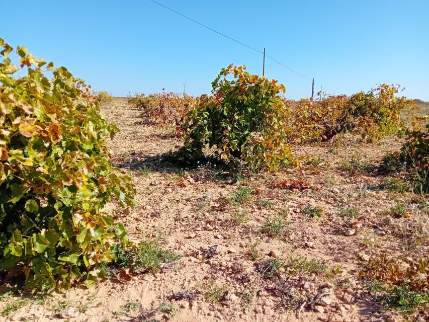 Madrid Winery Tour with Tasting & Sommelier Guide - Price and Logistics: Is $125 a Good Deal?