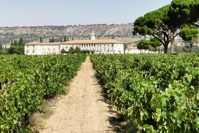 Premium Tour to Ribera del Duero with Wnologist Guide - Why Ribera del Duero’s cellars change how you taste
