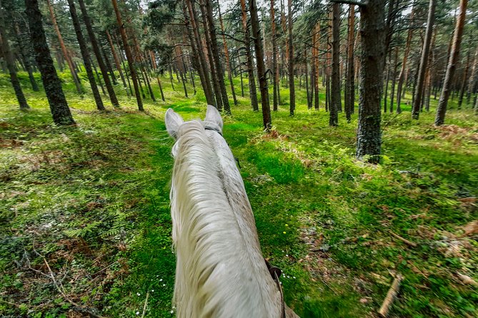 Private Horse Ride in Madrid natural park reserve - What you’ll see: pines, fields, and big mountain views in motion