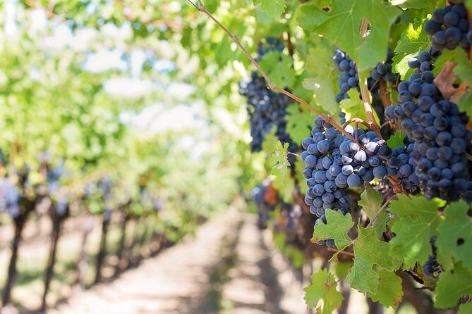 Private Tour & Lunch Of Underground Winery & Countryside Estate - Key Highlights Worth Booking