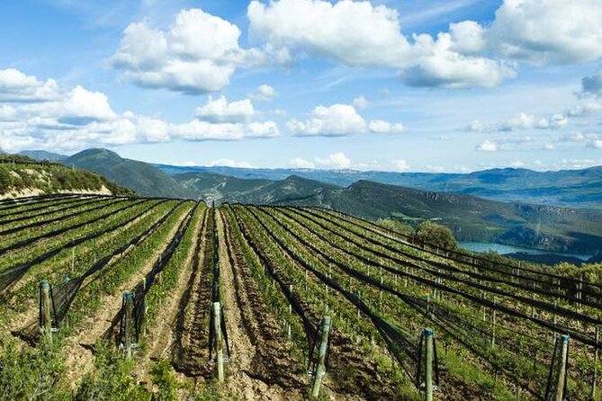 Private Wine Tasting And Visit Tour in Ribera Duero - Key highlights you’ll care about
