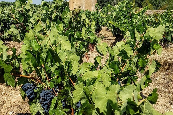 Private Wine Tasting And Visit Tour in Ribera Duero - Transportation and timing: private comfort, real-world patience