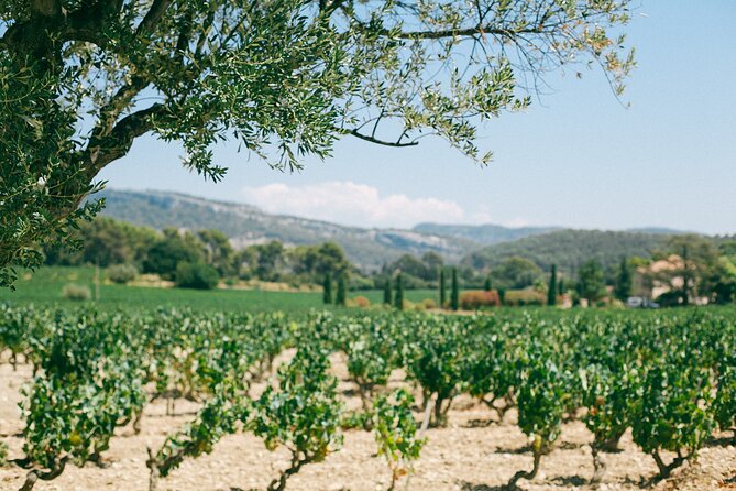 Ribera and Rioja Wineries Private Tour from Madrid - Bodegas Marques de Caceres: vineyards, tastings, and a second big payoff