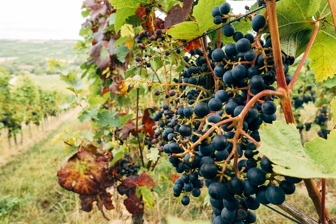 Ribera and Rioja Wineries Private Tour from Madrid - The wine lesson behind the tastings: Denomination of Origin in plain terms
