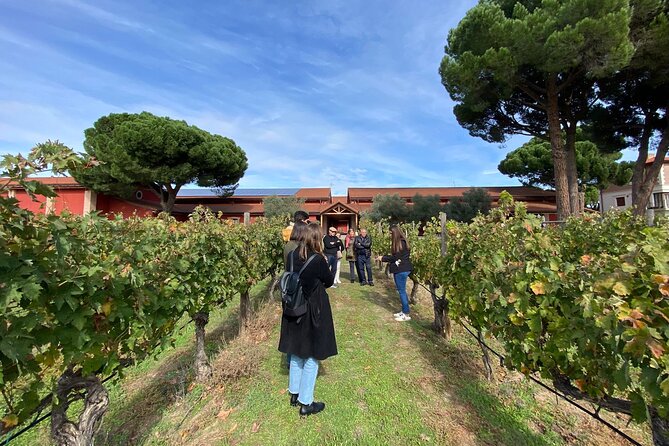 Ribera del Duero Tour: Three Wineries and Lunch from Madrid - Key highlights you’ll actually care about