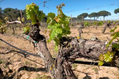 Ribera del Duero Tour: Three Wineries and Lunch from Madrid - Stop 1 in Madrid: what the meeting point gets right