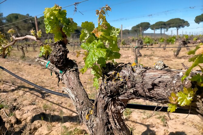 Ribera del Duero Tour: Three Wineries and Lunch from Madrid - Stop 1 in Madrid: what the meeting point gets right